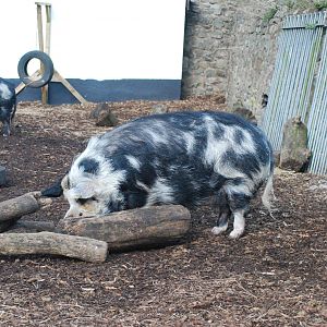 Kune, Kune Pig
