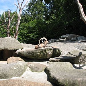 Tierpark Hellabrunn 2006 - Nubian Ibex buck