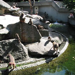 Tierpark Hellabrunn 2006 - Hamadryas Baboons by the moat