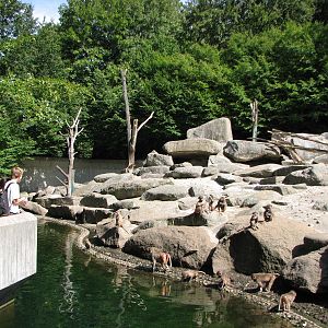 Tierpark Hellabrunn 2006 - Visitors observe the Hamadryas Baboons