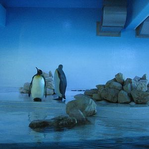Tierpark Hellabrunn 2006 - Indoor King Penguin exhibit