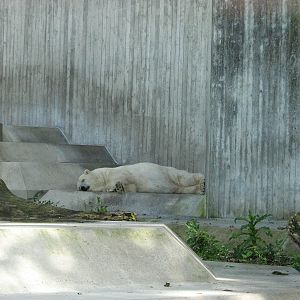 Tierpark Hellabrunn 2006 - Sleeping Polar Bear in the main exhibit