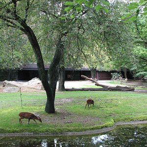 Tierpark Hellabrunn 2006 - Mishmi Takin and Reeves Muntjak exhibit
