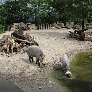 Tierpark Hellabrunn 2006 - Bornean Bearded Pig exhibit