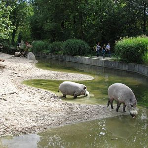 Tierpark Hellabrunn 2006 - Different view of the Bornean Bearded Pig exhibi