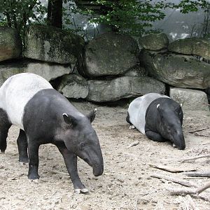 Tierpark Hellabrunn 2006 - Malayan Tapirs in the outdoor exhibit