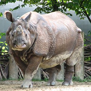 Tierpark Hellabrunn 2006 - Indian Rhinoceros