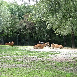 Tierpark Hellabrunn 2006 - Javan Banteng exhibit