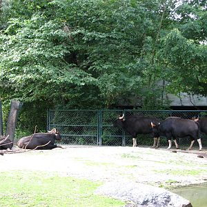 Tierpark Hellabrunn 2006 - Indian Gaur exhibit