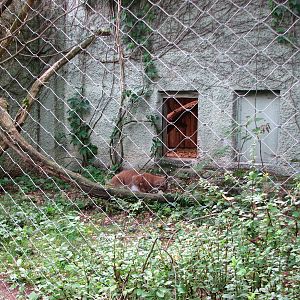 Tierpark Hellabrunn 2006 - Eurasian Lynx enclosure