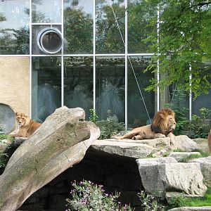 Tierpark Hellabrunn 2006 - African Lion male with two lionesses