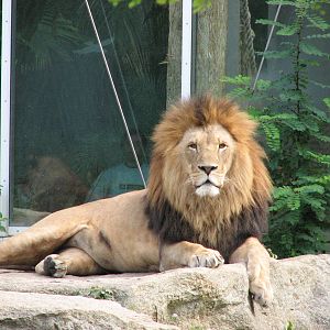 Tierpark Hellabrunn 2006 - The marvelous King of Beasts