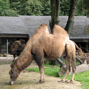 Tierpark Hellabrunn 2006 - Bactrian Camels