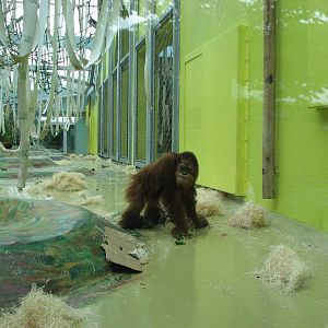 Tierpark Hellabrunn 2006 - Sumatran Orangutan in the indoor exhibit