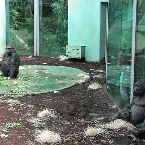Tierpark Hellabrunn 2006 - Gorillas indoors