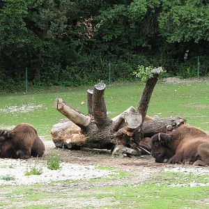 Tierpark Hellabrunn 2006 - American Buffalos