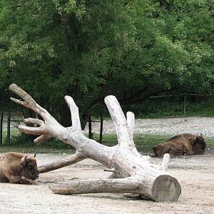 Tierpark Hellabrunn 2006 - American Buffalo enclosure