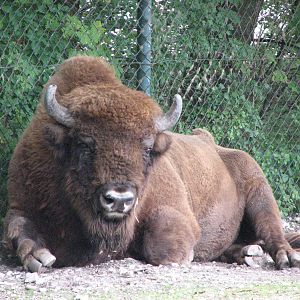 Tierpark Hellabrunn 2006 - American Buffalo