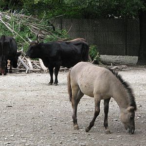 Tierpark Hellabrunn 2006 - Hecks Cattle