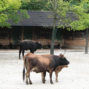 Tierpark Hellabrunn 2006 - Hecks Cattle