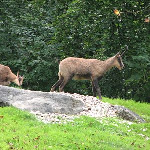 Tierpark Hellabrunn 2006 - Chamois