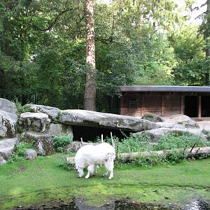 Tierpark Hellabrunn 2006 - Different view of the Rocky Mountain Goat exhibi