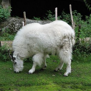 Tierpark Hellabrunn 2006 - Rocky Mountain Goat