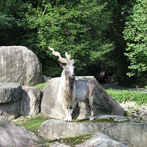 Tierpark Hellabrunn 2006 - Magnificent Markhor buck