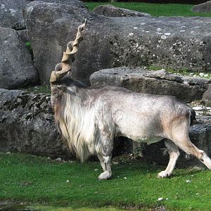 Tierpark Hellabrunn 2006 - Magnificent Markhor buck
