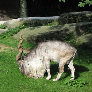 Tierpark Hellabrunn 2006 - Magnificent Markhor buck