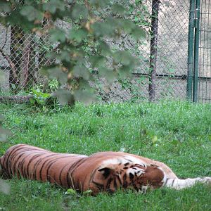 Tierpark Hellabrunn 2006 - Siberian Tiger in the outdoor exhibit