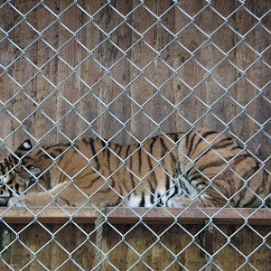 Tierpark Hellabrunn 2006 - Siberian Tiger in the holding area