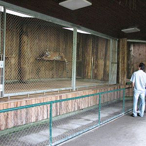 Tierpark Hellabrunn 2006 - Holding area for the Siberian Tiger exhibit