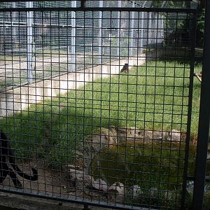 Black panther outdoor exhibit