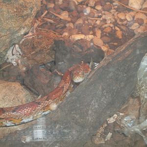 Corn snake