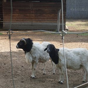 Blackhead persian sheep