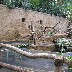 Dresden Zoo 2008 - Mandrill exhibit inside the Africa House