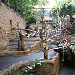 Dresden Zoo 2008 - Side view of the Mandrill exhibit inside the Africa Hous