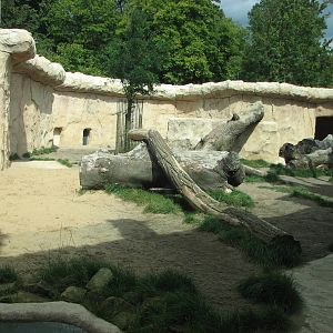 Dresden Zoo 2008 - New lion exhibit?