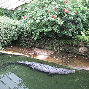 Dresden Zoo 2008 - Inside the Saltwater Crocodile exhibit