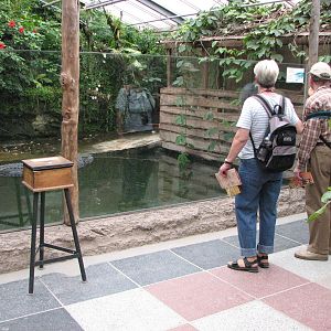 Dresden Zoo 2008 - Front of the Saltwater Crocodile exhibit