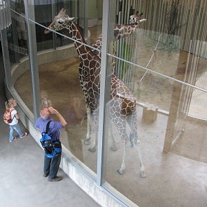 Dresden Zoo 2008 - Lower level of the indoor Giraffe exhibit