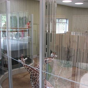 Dresden Zoo 2008 - Upper level of the indoor Giraffe exhibit