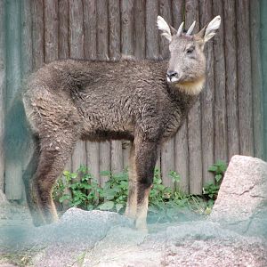 Dresden Zoo 2008 - Chinese Goral