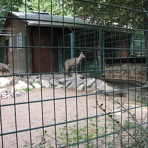 Dresden Zoo 2008 - Chinese Goral enclosure