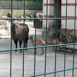 Dresden Zoo 2008 - West Himalayan Tahr group