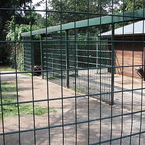 Dresden Zoo 2008 - Back of the Mishmi Takin enclosure