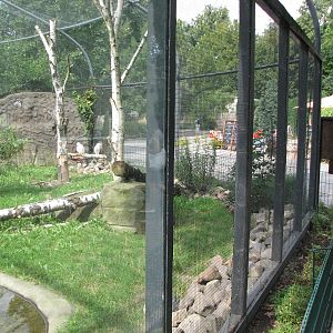 Dresden Zoo 2008 - Side of the Snowy Owl