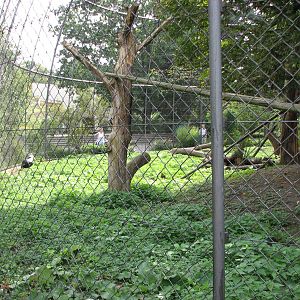 Dresden Zoo 2008 - Front of the mixed Gelada Baboon and Vulture enclosure