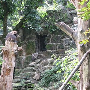 Dresden Zoo 2008 - Inside the mixed Gelada Baboon and Vulture enclosure